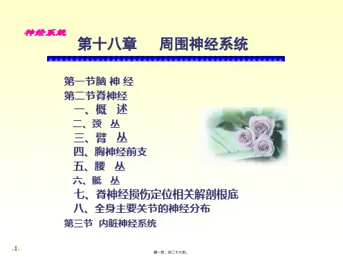 周围神经系统脑、脊神经