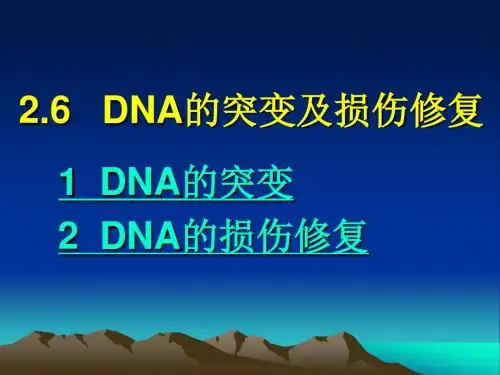 DNA的突变及损伤修复