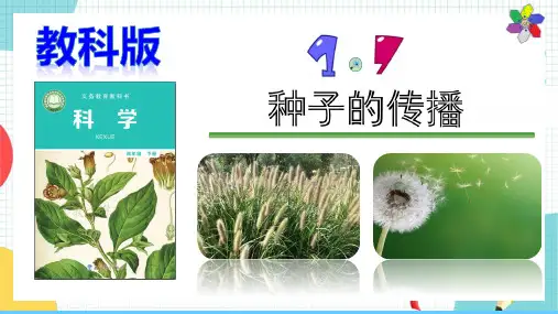 教科版科学四年级下册 1.7《种子的传播》优秀课件