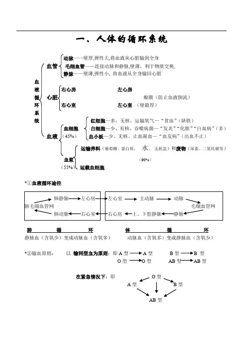 人体的循环系统