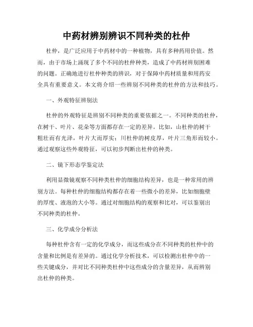 中药材辨别辨识不同种类的杜仲