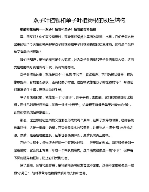 双子叶植物和单子叶植物根的初生结构