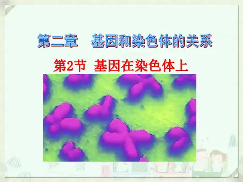 必修二22第二章第二节基因在染色体上ppt课件