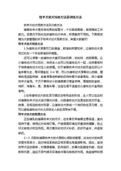牧羊犬幼犬饲养方法及训练方法