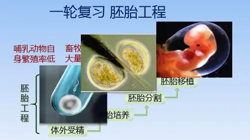 【公开课】高三一轮复习生物课件胚胎工程