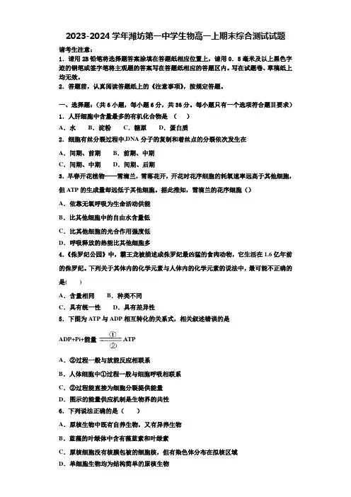 2023-2024学年潍坊第一中学生物高一上期末综合测试试题含解析