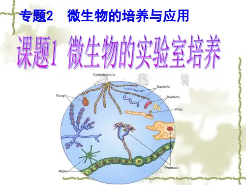 培养基1000mL牛肉膏蛋白胨培养基的营养构成