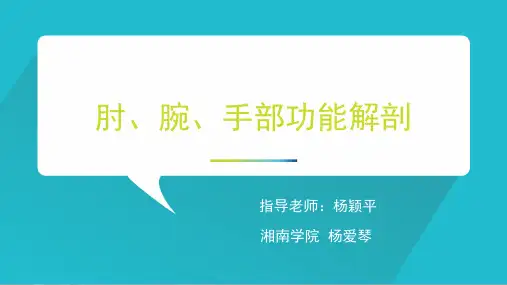 肘、腕、手部功能解剖修改后