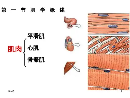 骨骼肌nppt课件