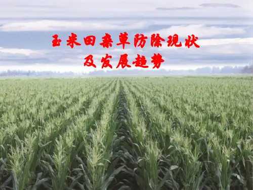 玉米田杂草及化除技术ppt课件