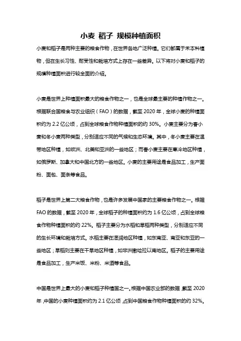 小麦 稻子 规模种植面积