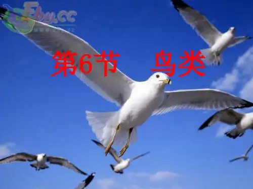 鸟类PPT精品课件