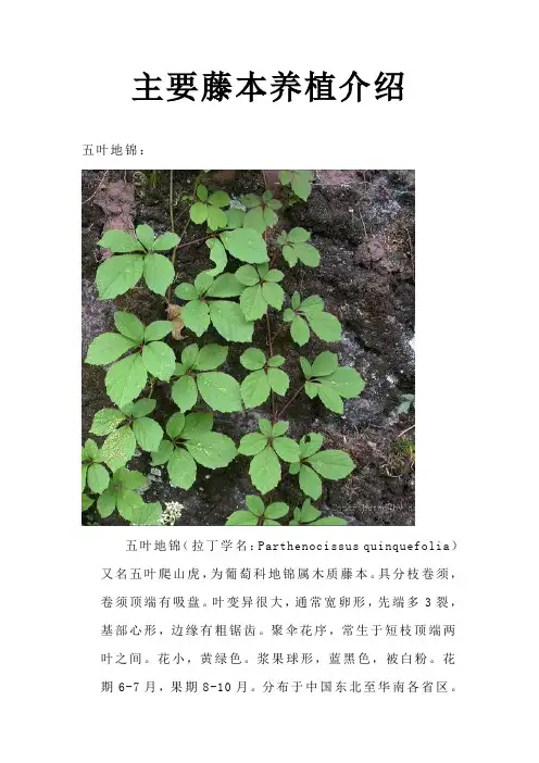 园林常用藤木介绍及种殖技术