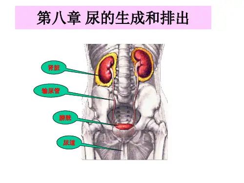 第八章尿的生成和排出8