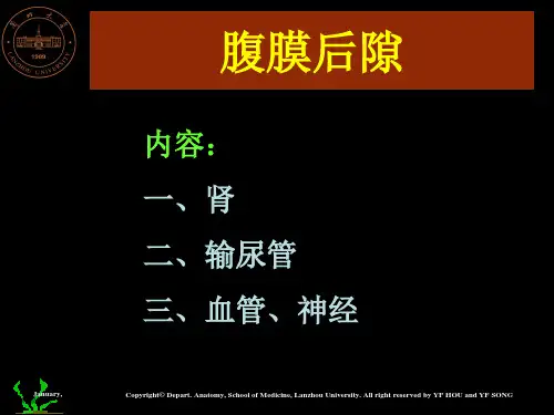 腹膜后隙解剖