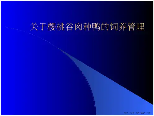 樱桃谷肉种鸭的饲养管理