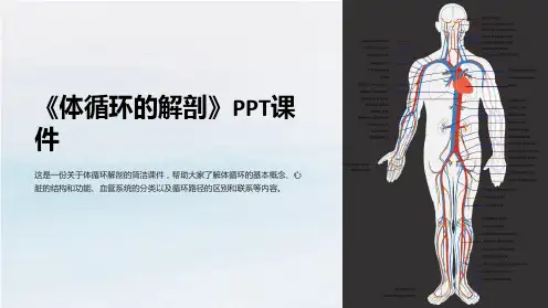 《体循环的解剖》课件