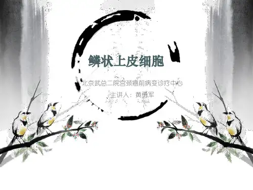 鳞状上皮细胞 PPT课件
