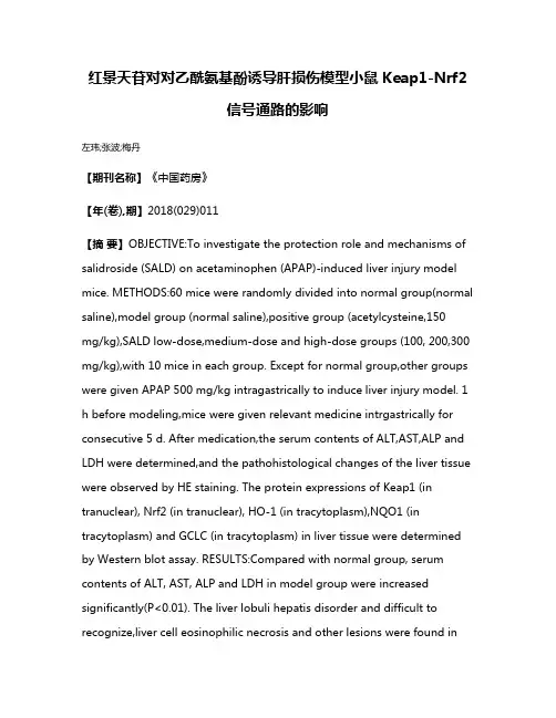 红景天苷对对乙酰氨基酚诱导肝损伤模型小鼠Keap1-Nrf2信号通路的影响