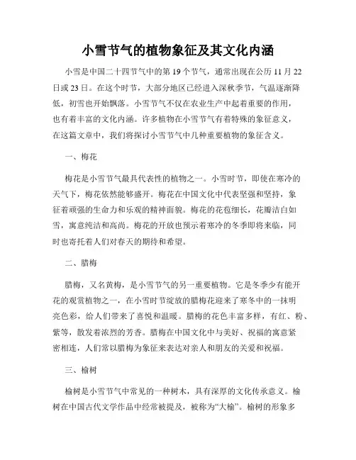 小雪节气的植物象征及其文化内涵