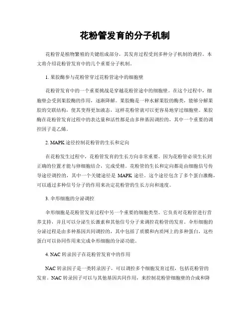 花粉管发育的分子机制