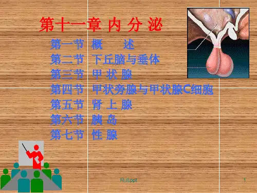 生理学第十一章内分泌ppt课件
