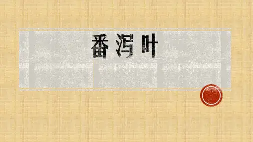 番泻叶鉴定