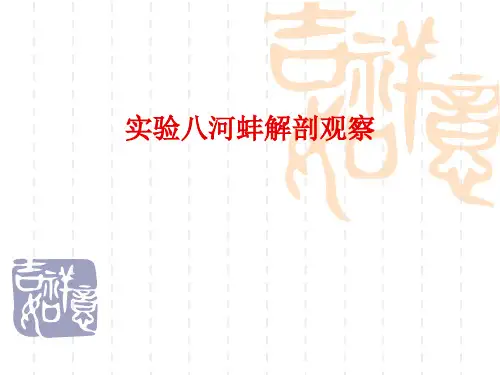 实验8河蚌等软体动物