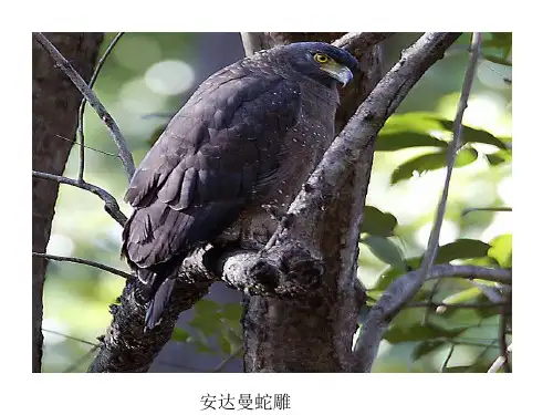 多种鸟类图片及名称
