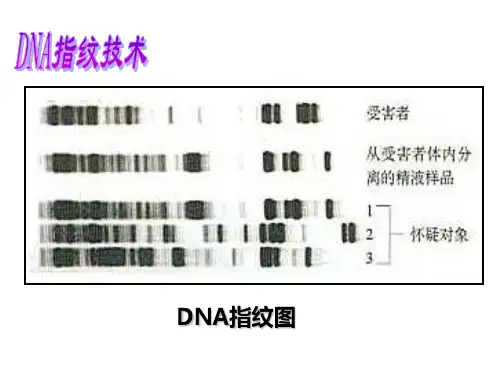 人教版教学课件人教版高一生物必修1遗传信息的携带者——核酸