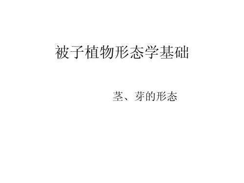 被子植物形态学基础-茎、芽