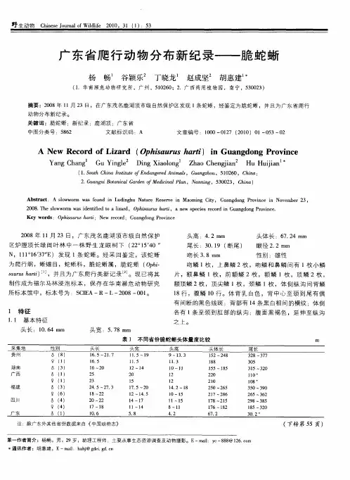 广东省爬行动物分布新纪录——脆蛇蜥