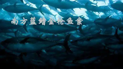 蓝鳍金枪鱼案