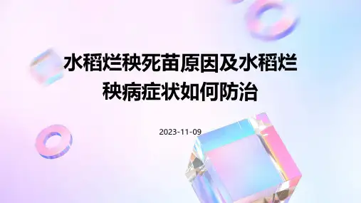 水稻烂秧死苗原因水稻烂秧病症状如何防治