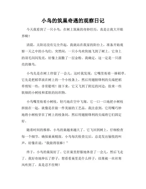 小学三年级作文小鸟的筑巢奇遇的观察日记