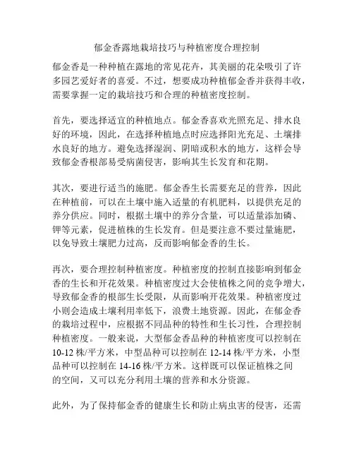 郁金香露地栽培技巧与种植密度合理控制