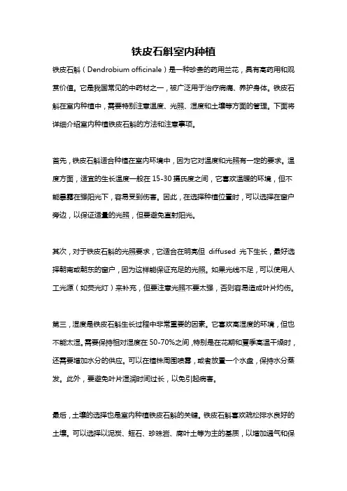 铁皮石斛室内种植