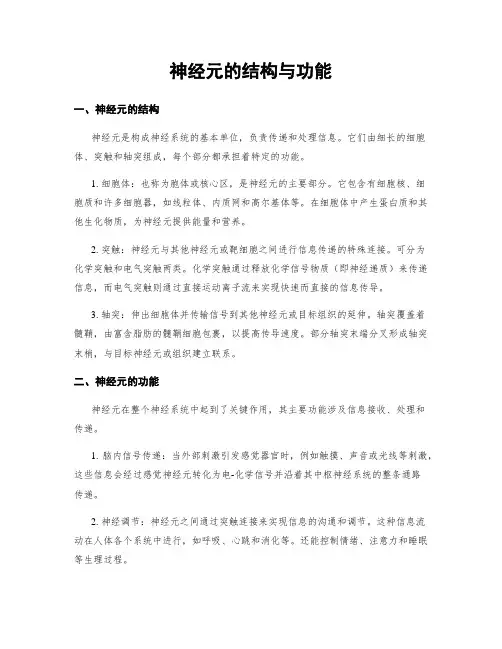 神经元的结构与功能