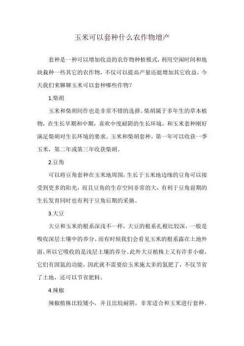 玉米可以套种什么农作物增产