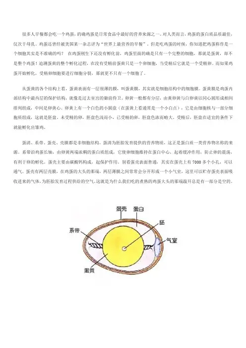 鸡蛋是一个卵细胞吗？