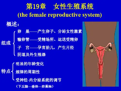 第19章女性生殖系统