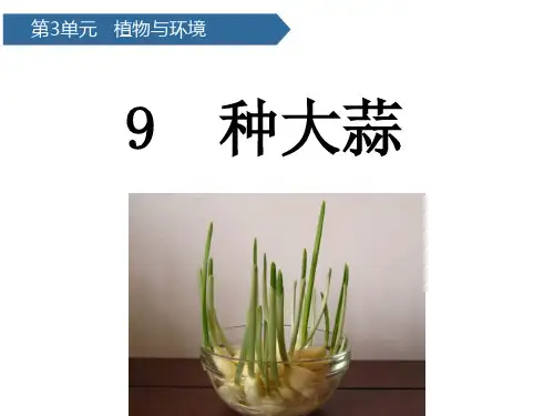(二上)科学优秀课件-种大蒜 青岛版(六年制)PPT(11页)