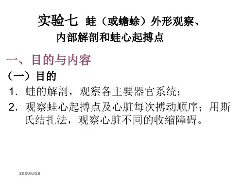 【医学ppt课件】实验七  蛙(或蟾蜍)外形观察、内部解剖和蛙心起搏点