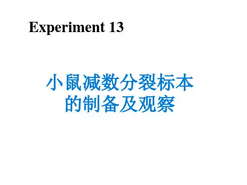 小鼠减数分裂标本的制备及观察.