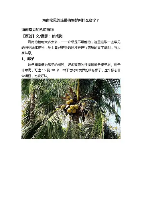 海南常见的热带植物都叫什么名字？
