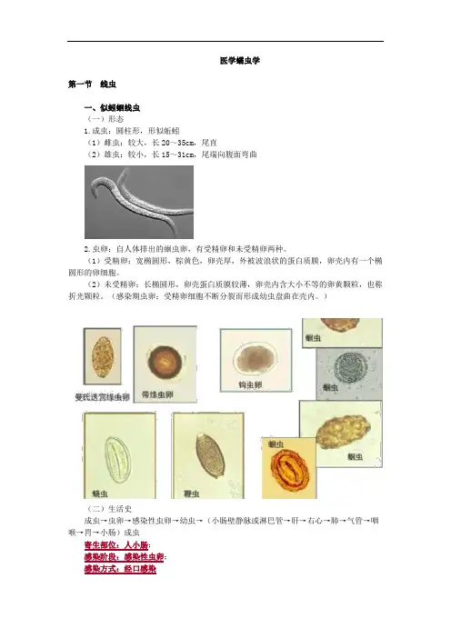 医学蠕虫学考点总结
