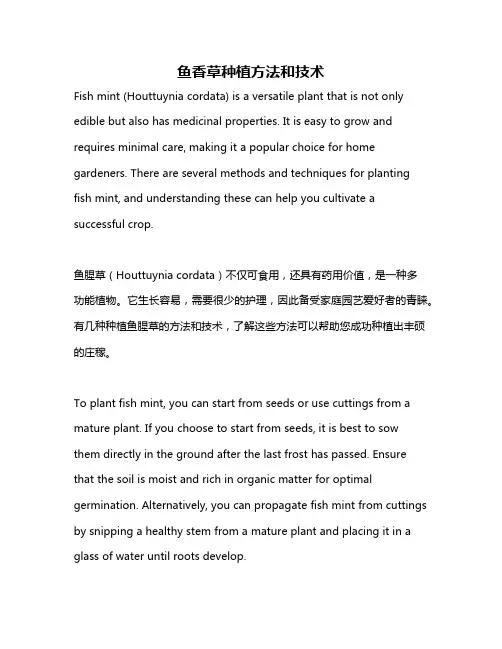 鱼香草种植方法和技术