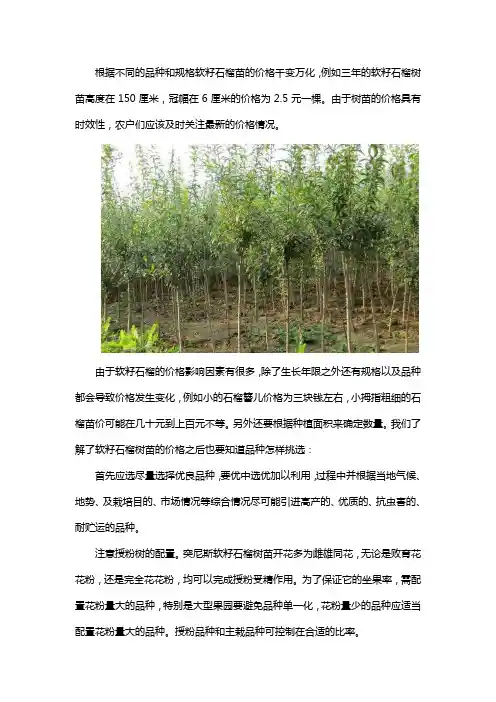 三年软籽石榴树苗价格