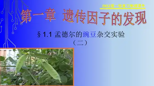 自由组合定律PPT课件