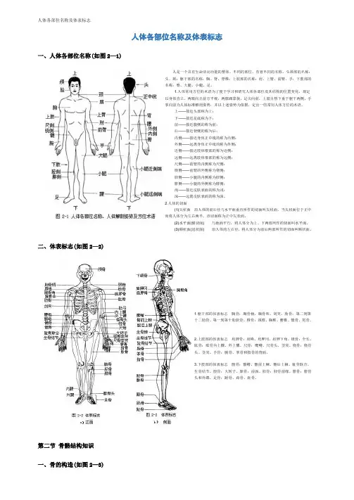 人体各部位名称及体表标志